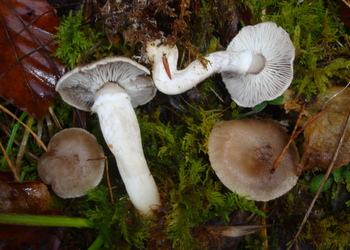Beringter Erd-Ritterling (Tricholoma cingulatum) - © Bernard Wieser